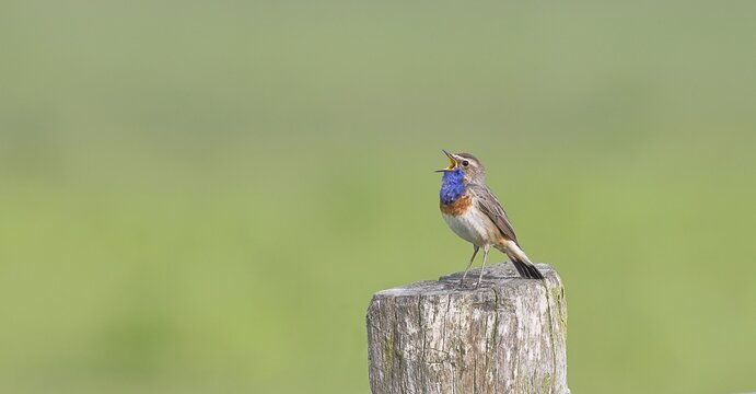 Bluethroat (Luscinia svecica cyanecula), male, singing on a pasture fence post, wildlife, Lembruch, Ochsen Moor, D&uuml;mmer nature park Park, Lower Saxony, Germany
