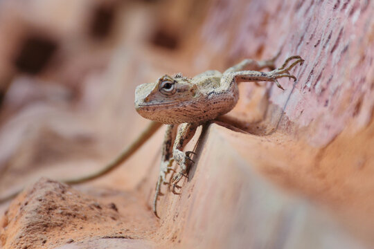 lizard on a stone