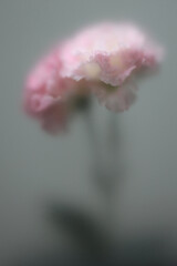 Fototapeta premium Smoke selected soft focus beige pink Eustoma. Lisianthu, carnation Flower through translucent matte frosted glass. Abstract natural blurred grain light fog background.