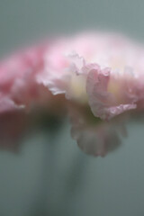 Naklejka premium Smoke selected soft focus beige pink Eustoma. Lisianthu, carnation Flower through translucent matte frosted glass. Abstract natural blurred grain light fog background.