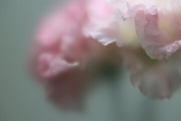 Fototapeta premium Smoke selected soft focus beige pink Eustoma. Lisianthu, carnation Flower through translucent matte frosted glass. Abstract natural blurred grain light fog background.