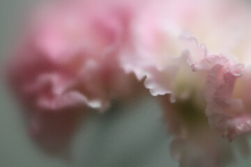 Fototapeta premium Smoke selected soft focus beige pink Eustoma. Lisianthu, carnation Flower through translucent matte frosted glass. Abstract natural blurred grain light fog background.