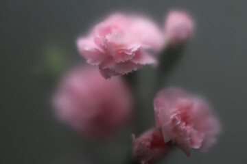 Fototapeta premium Smoke selected soft focus pink carnation Flower through translucent matte frosted glass. Abstract natural blurred grain gray fog background.