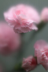 Fototapeta premium Smoke selected soft focus pink carnation Flower through translucent matte frosted glass. Abstract natural blurred grain gray fog background.
