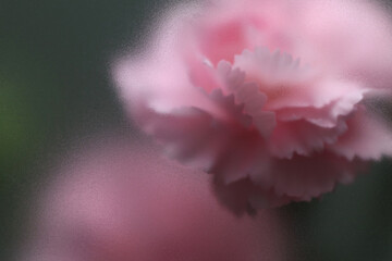 Fototapeta premium Smoke selected soft focus pink carnation Flower through translucent matte frosted glass. Abstract natural blurred grain gray fog background.