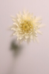 Fototapeta premium Smoke selected soft focus beige white Dahlia, chrysanthemum, aster Flower through translucent matte frosted glass. Abstract natural blurred grain light fog background.