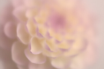 Fototapeta premium Macro Smoke selected soft focus beige white, pink Dahlia, chrysanthemum, aster Flower through translucent matte frosted glass. Abstract natural blurred grain light fog background.
