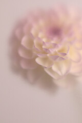 Naklejka premium Smoke selected soft focus beige white, pink Dahlia, chrysanthemum, aster Flower through translucent matte frosted glass. Abstract natural blurred grain light fog background.