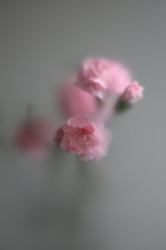 Smoke selected soft focus pink carnation Flower through translucent matte frosted glass. Abstract natural blurred grain gray fog background.