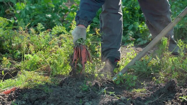 Gardener loosening soil and pulling fresh carrots from a garden bed with a hand hoe, outdoor vegetable harvesting in a sunny rural field