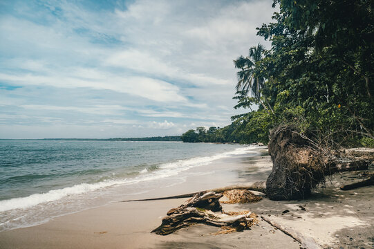 View of Puerto Viejo de Talamanca beach featuring driftwood on the sand, lush palm trees, and gentle ocean waves under a cloudy sky in Puerto Viejo de Talamanca, Limon Province, Costa Rica.