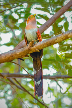 Squirrel Cuckoo (Bobo chiso) a common colourful treetop bird, Esperanza, Nosara, Nicoya, Costa Rica