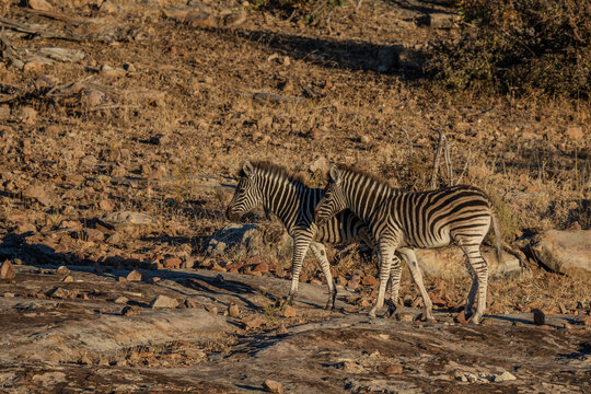 Plains Zebras (Equus quagga), Mashatu, Botswana,