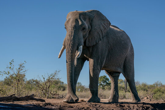 African elephant (Loxodonta africana), Mashatu, Botswana,