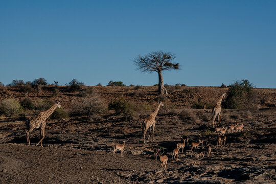 Giraffes (Giraffa camelopardalis) walking, Mashatu, Botswana,