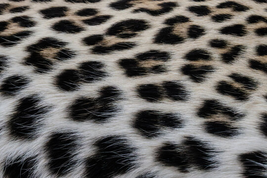 Leopard (Panthera pardus), Mashatu, Botswana,