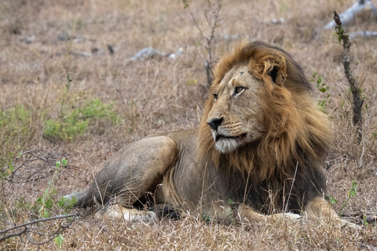 Lion (Panthera leo), Sabi Sabi, South Africa,