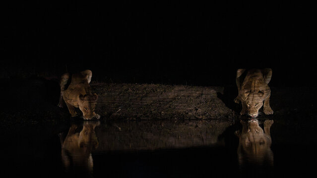 Lionesses (Panthera leo) at waterhole, Sabi Sabi, South Africa,