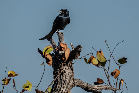 Fork-tailed drongo (Dicrurus adsimilis) Mashatu, Botswana,