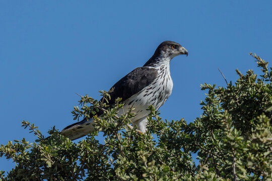 African hawk-eagle (Aquila spilogaster), Mashatu, Botswana,