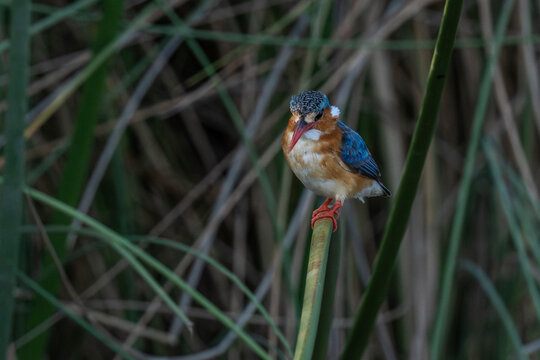Okavango Delta, Botswana,