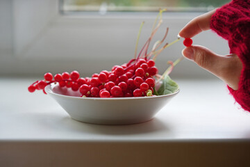 A hand in a red sweater picks a red berry from a white bowl full of fresh redcurrants on a windowsill. Food, harvest, fresh, healthy, home © Natalia