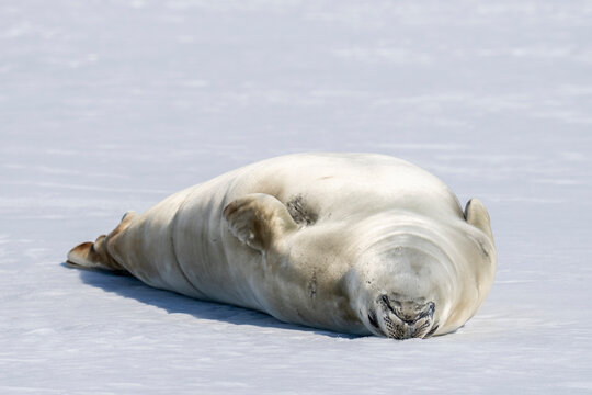 Crabeater seal (Lobodon carcinophaga) resting on fast ice, Bourgeois Fjord, Marguerite Bay, Antarctica,