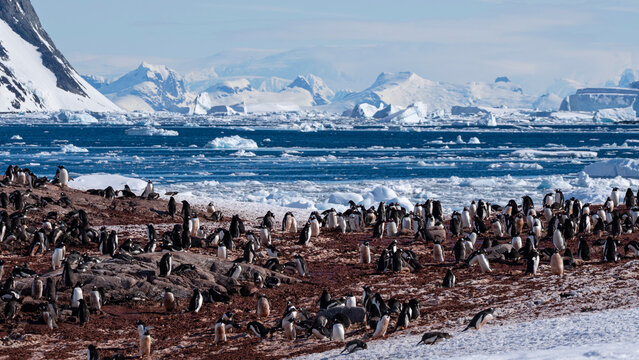 Gentoo penguin (Pygoscelis papua) colony, Pleneau Island, Antarctica,