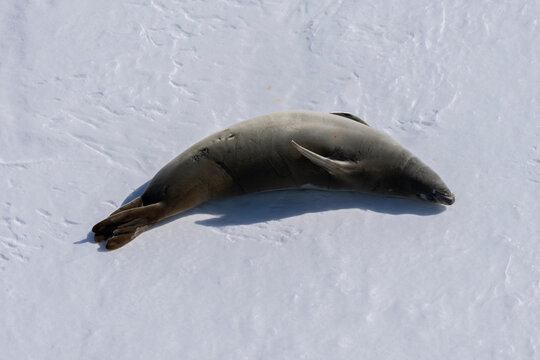 Weddell seal (Leptonychotes weddellii) resting on fast ice, Bourgeois Fjord, Marguerite Bay, Antarctica,