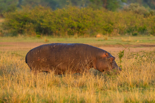 Hippopotamus (Hippopotamus amphibius) grazing, Ndutu, Ngorongoro Conservation Area, Serengeti, Tanzania,
