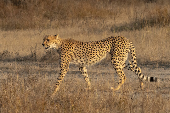 Cheetah (Acinonyx jubatus), Ndutu, Ngorongoro Conservation Area, Serengeti, Tanzania,