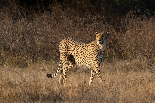 Cheetah (Acinonyx jubatus), Ndutu, Ngorongoro Conservation Area, Serengeti, Tanzania,