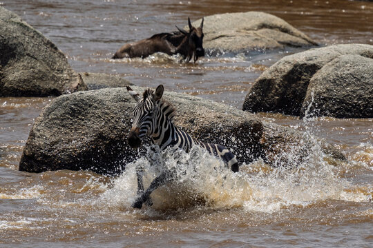 Plains zebra (Equus quagga) crossing the Mara River, Serengeti National Park, Tanzania,