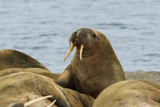 Atlantic Walruses (Odobenus rosmarus) resting on beach, Poolepynten, Prins Karls Forland island, Svalbard, Norway.