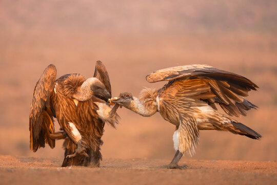 White-backed vultures (Gyps africanus) squabbling, Zimanga private game reserve, KwaZulu-Natal, South Africa