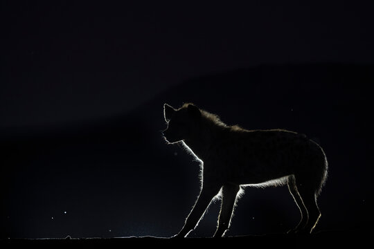 Spotted hyena (Crocuta crocuta) at night, Zimanga game reserve, KwaZulu-Natal, South Africa