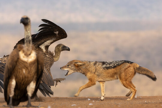 Black-backed jackal (Lupulella mesomelas) chasing vultures, Zimanga private game reserve, KwaZulu-Natal, South Africa