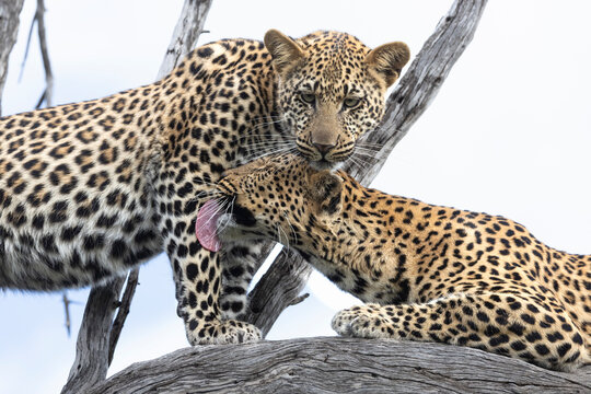 Leopard (Panthera pardus) mother and male subadult cub grooming, Mashatu game reserve, Botswana
