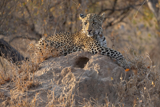 Leopard (Panthera pardus), MalaMala game reserve, South Africa