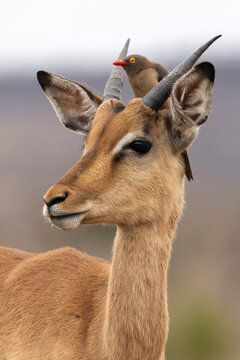 Red-billed oxpecker (Buphagus erythrorynchus) on impala, Zimanga game reserve, South Africa