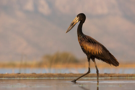 African openbill (Anastomus lamelligerus), Zimanga game reserve, KwaZulu-Natal, South Africa
