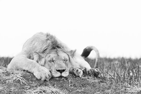 Young male lion (Panthera leo), Zimanga private game reserve, KwaZulu-Natal, South Africa