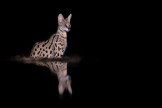 Serval (Leptailurus serval), Ndoto House, Shompole Conservancy, Great Rift Valley, Kenya