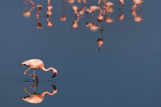 Lesser flamingoes (Phoeniconaias minor), Amboseli, Kenya