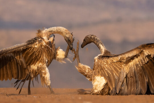 White-backed vultures (Gyps africanus) fighting, Zimanga private game reserve, KwaZulu-Natal, South Africa