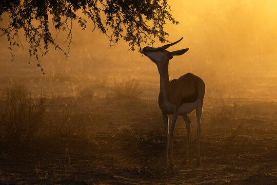 Springbok (Antidorcas marsupialis), Kgalagadi transfrontier park, Northern Cape, South Africa