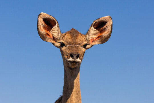 Greater kudu (Tragelaphus strepsiceros), Zimanga game reserve, South Africa