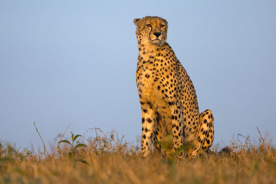 Cheetah (Acinonyx jubatus), Zimanga private game reserve, KwaZulu-Natal, South Africa