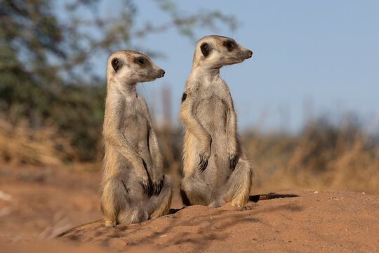 Meerkats (Suricata suricatta), Kgalagadi Transfrontier Park, Northern Cape, South Africa