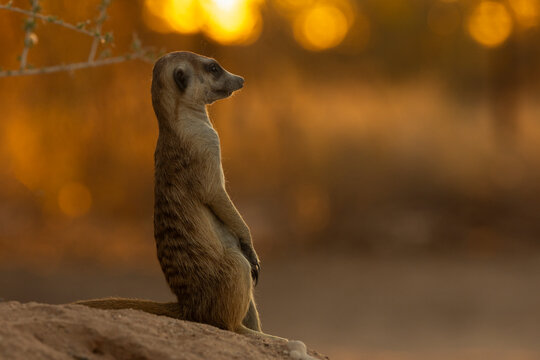 Meerkat (Suricata suricatta), Kgalagadi Transfrontier Park, Northern Cape, South Africa
